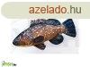 Pillow The Dusky Grouper Halas Prna 100cm