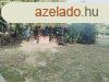 Martonvsr frekventlt utcjban ELAD 6 szobs csaldi hz