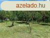 3111 m2-es  gymlcss elad Sifok Kiliti-szlhegyn