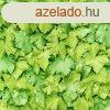 Gekkofix/Venilia lnkzld borostyn levelek ntapads flia