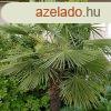 Knai kenderplma - Chamaerops excelsa "Trachycarpus fo