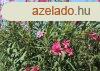 Leander - Nerium oleander rzsaszn(cserp k 3)