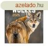 Falinaptr kpes lemeznaptr 300x300mm, Wolves Realsystem 20