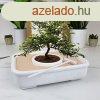 A bonsai mvszete szett