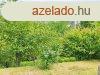 Pomz Messelia rszn gynyr rk panorms kzmvestett 